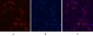 Ki 67 Monoclonal Antibody(4A8)